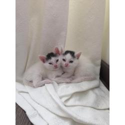 Hele lieve kitten van 11 weken