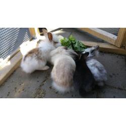 4 hele liefe konijnen
