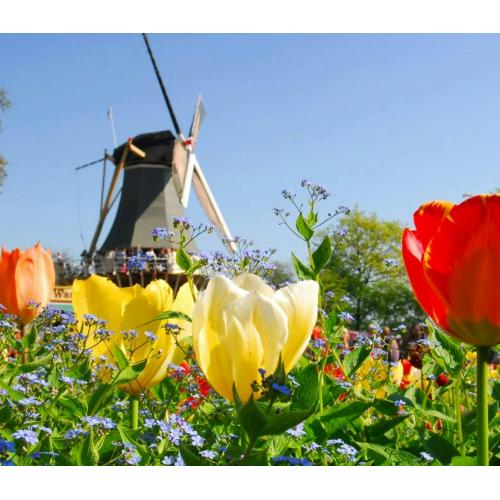 Keukenhof and flower fields guided tour from Rotterdam