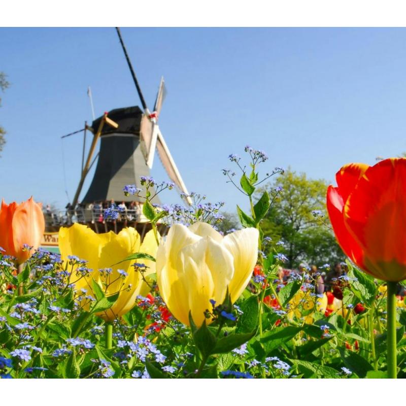 Keukenhof and flower fields guided tour from Rotterdam