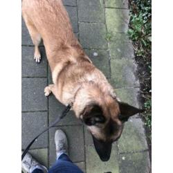 Mechelse herder reu 2 jaar oud