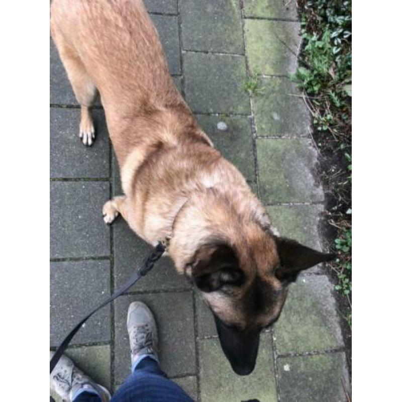 Mechelse herder reu 2 jaar oud