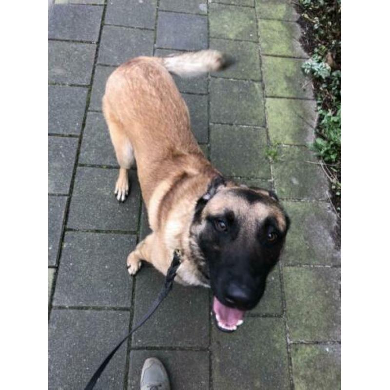 Mechelse herder reu 2 jaar oud