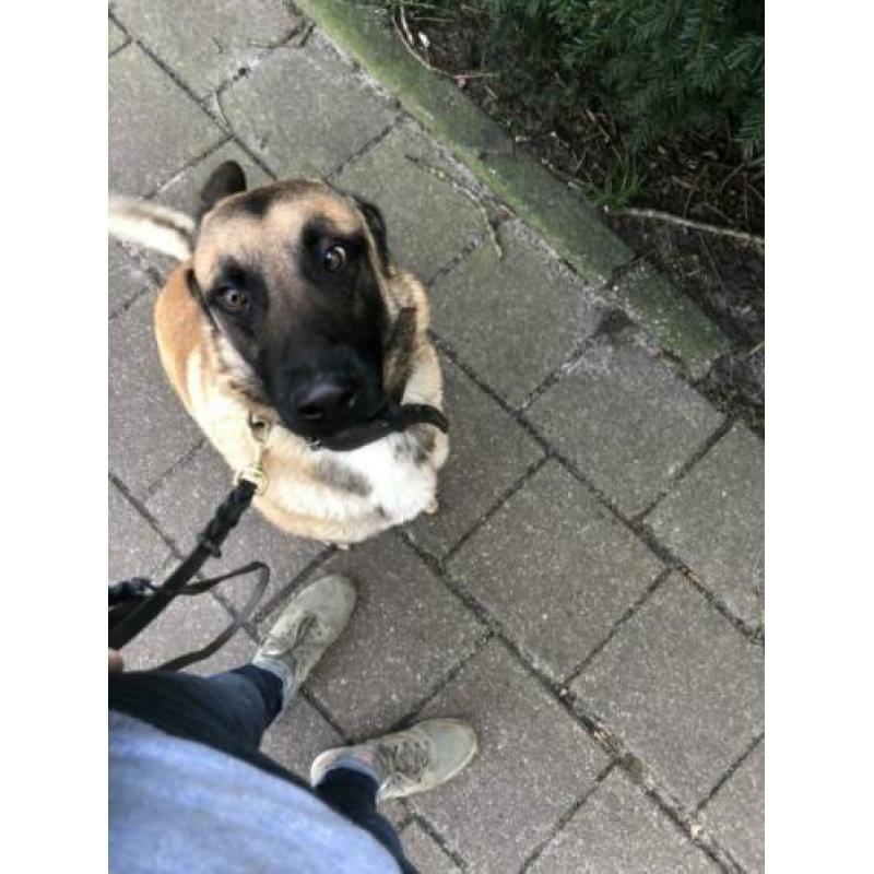 Mechelse herder reu 2 jaar oud