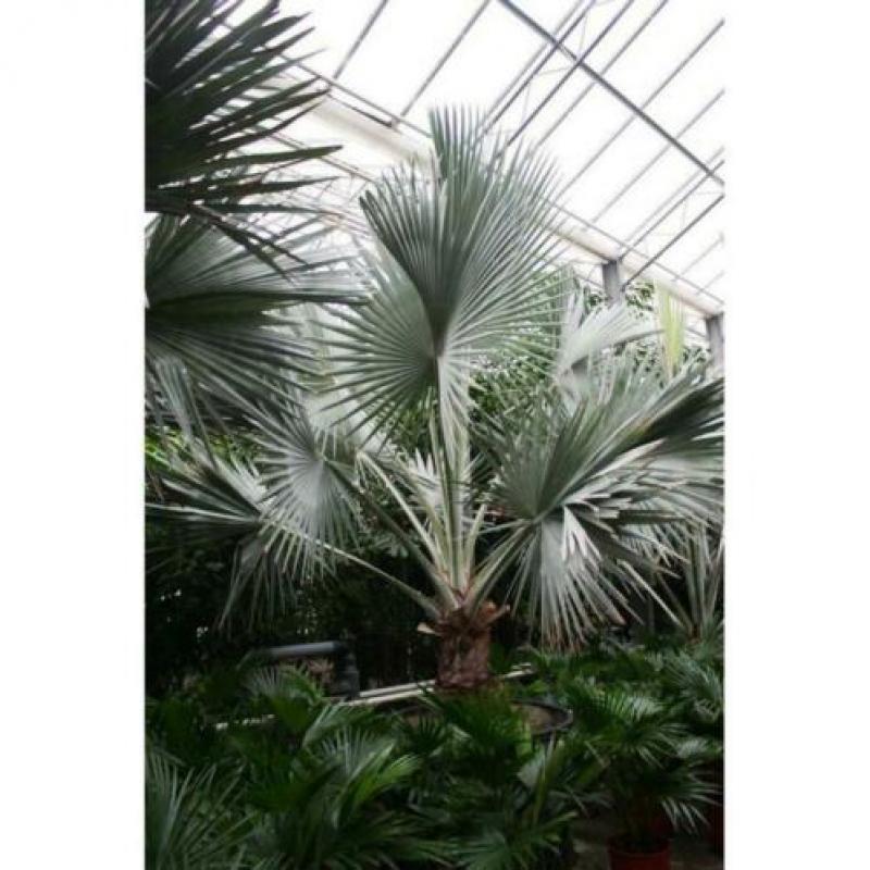 Bismarckia Nobilis - Blauwe Palm 490-500cm art36240