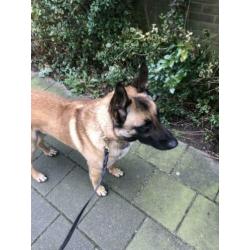 Mechelse herder reu 2 jaar oud
