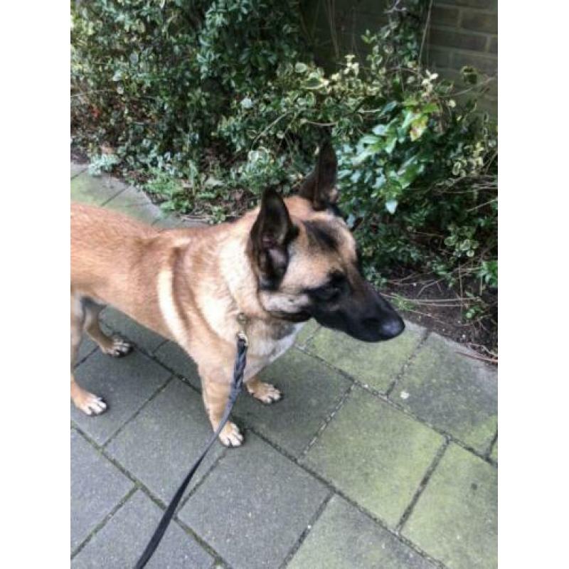 Mechelse herder reu 2 jaar oud