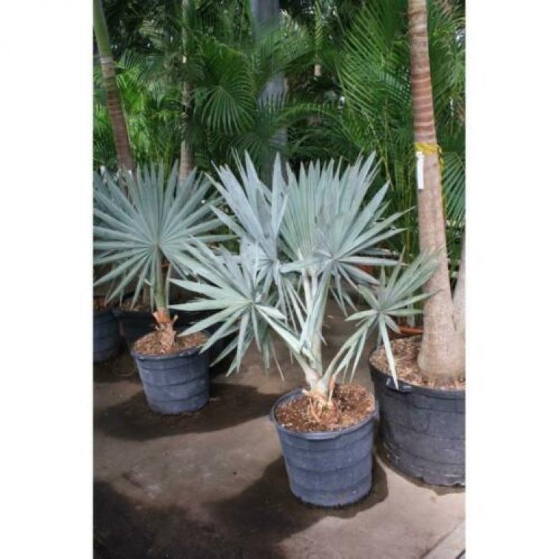 Bismarckia Nobilis - Blauwe Palm 490-500cm art36240