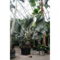Bismarckia Nobilis - Blauwe Palm 490-500cm art36240