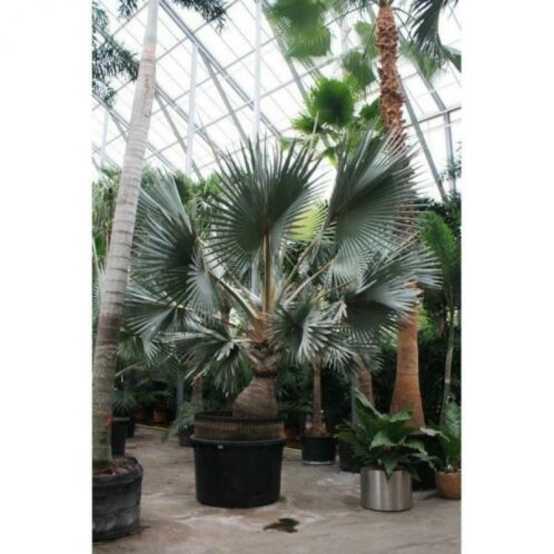 Bismarckia Nobilis - Blauwe Palm 490-500cm art36240