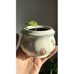 Vintage potjes met stekjes