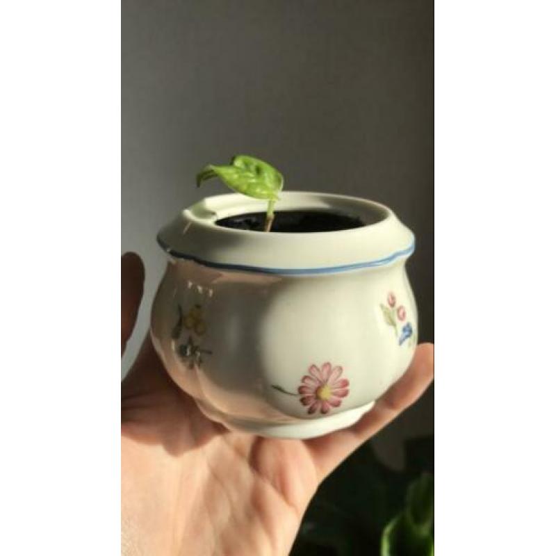 Vintage potjes met stekjes