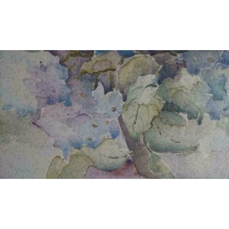Aquarel van Ellen Kroon. Gesigneerd Hortensia`s maten lijs