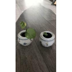 Vintage potjes met stekjes