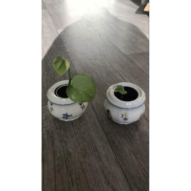 Vintage potjes met stekjes