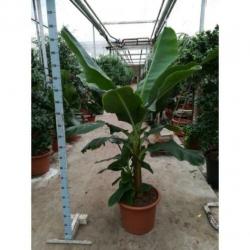 Musa Acuminata - Dwarf Cavendish Bananenplant 230-240cm art3