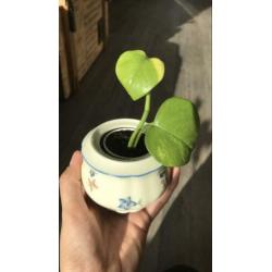 Vintage potjes met stekjes