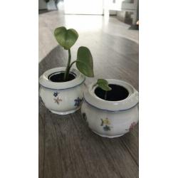 Vintage potjes met stekjes