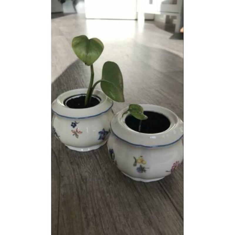 Vintage potjes met stekjes