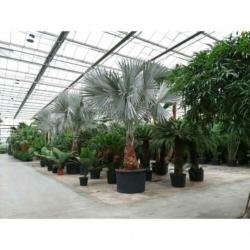 Bismarckia Nobilis - Blauwe Palm 490-500cm art36240