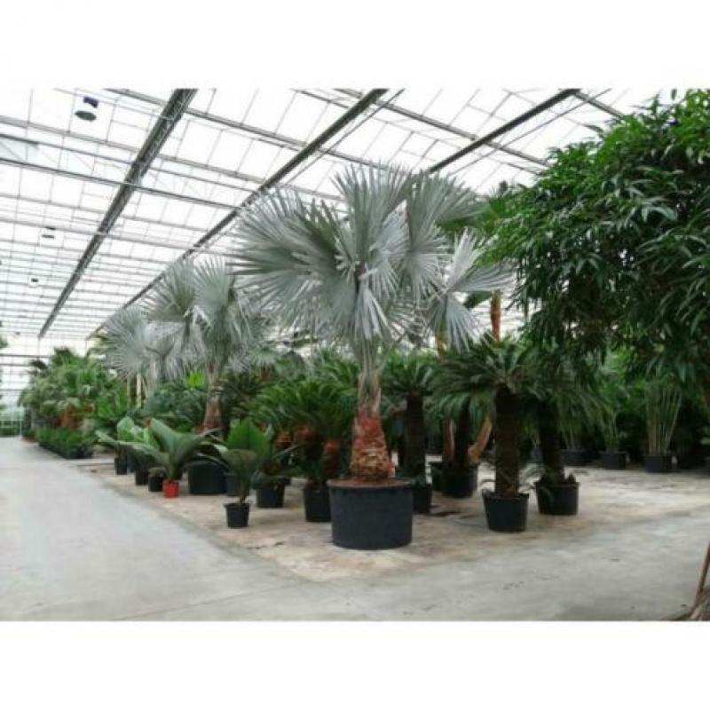 Bismarckia Nobilis - Blauwe Palm 490-500cm art36240