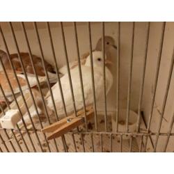Phaeo Tortelduif en Witte Tortelduif en Kruising
