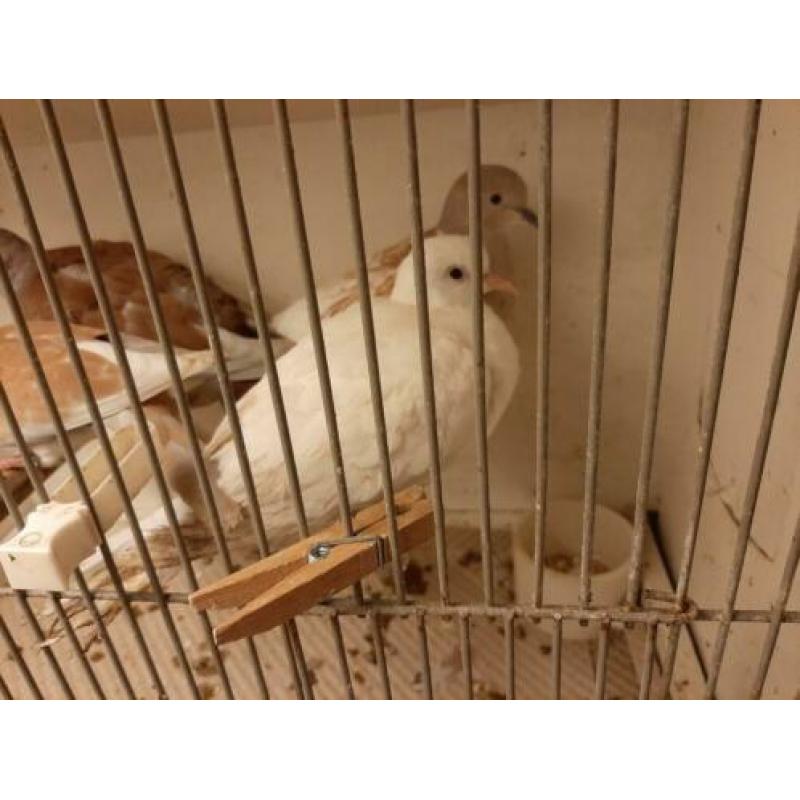 Phaeo Tortelduif en Witte Tortelduif en Kruising