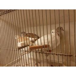 Phaeo Tortelduif en Witte Tortelduif en Kruising