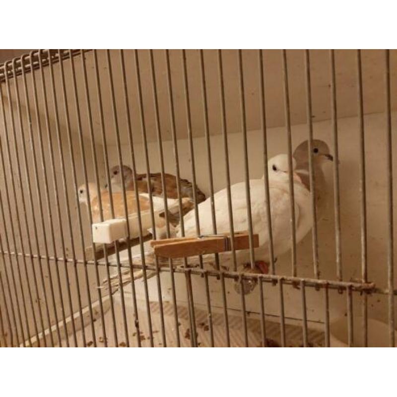 Phaeo Tortelduif en Witte Tortelduif en Kruising