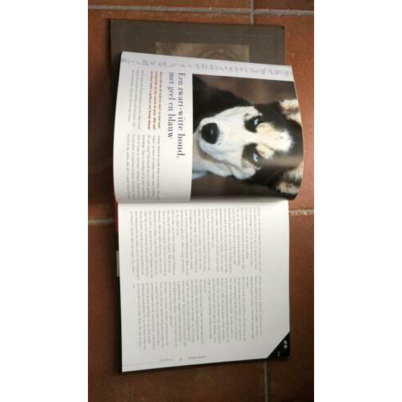 Schele Dieren wat dieren met hun ogen doen