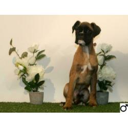 Boxer pups
