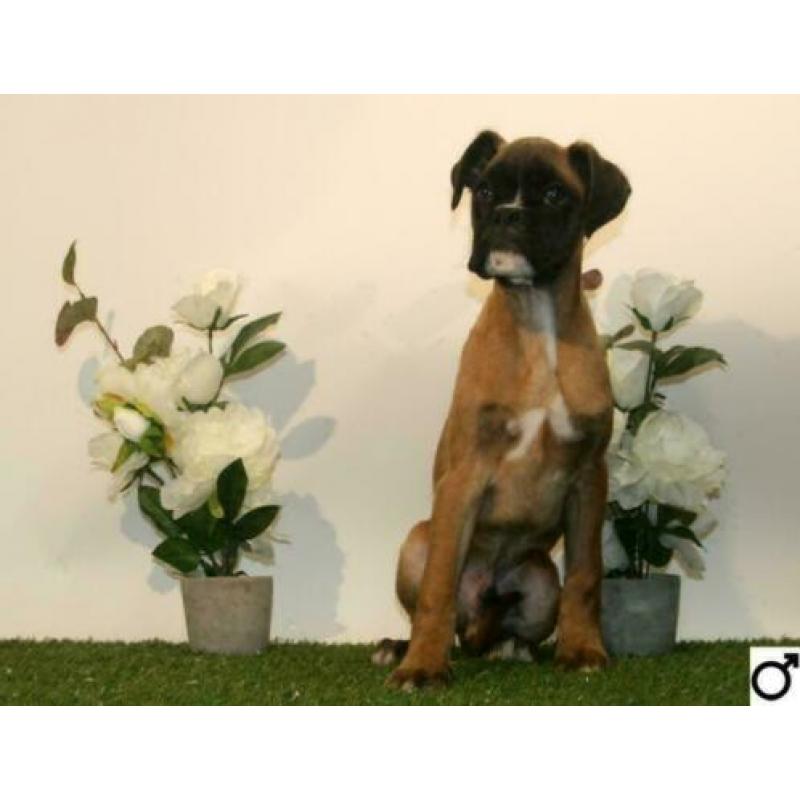 Boxer pups
