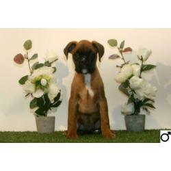 Boxer pups