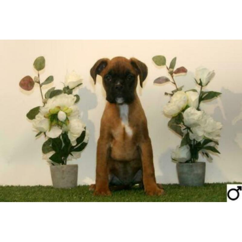 Boxer pups