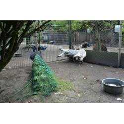 blauwe,,zwartvleugel, Spalding en witte pauwen ,