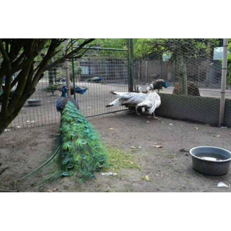 blauwe,,zwartvleugel, Spalding en witte pauwen ,