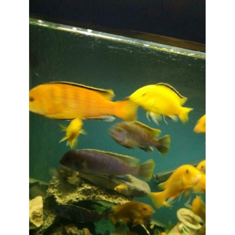 Malawi cichliden