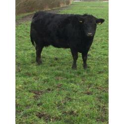 Angus drachtige koeien