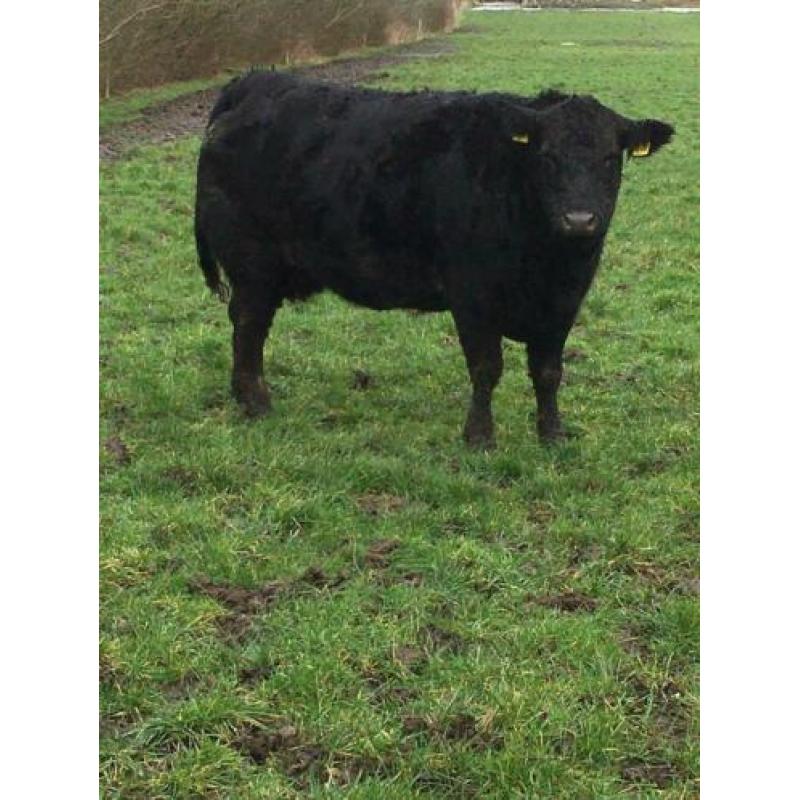 Angus drachtige koeien