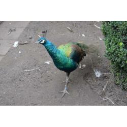 blauwe,,zwartvleugel, Spalding en witte pauwen ,