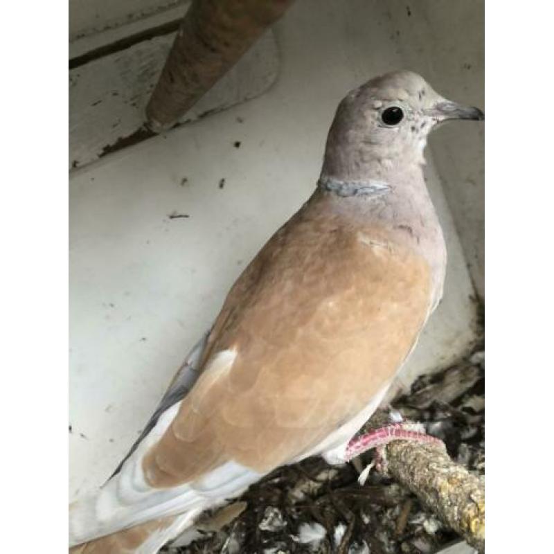 2 tortelduiven kleur pheo €7,50 samen