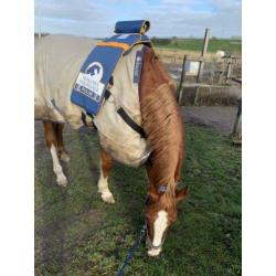 Equissage pulse behandeling