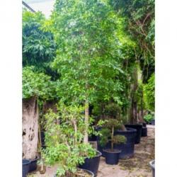 Ficus 'nitida' 540-550cm art25582