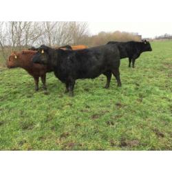 Angus drachtige koeien