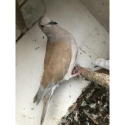 2 tortelduiven kleur pheo €7,50 samen