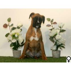 Boxer pups