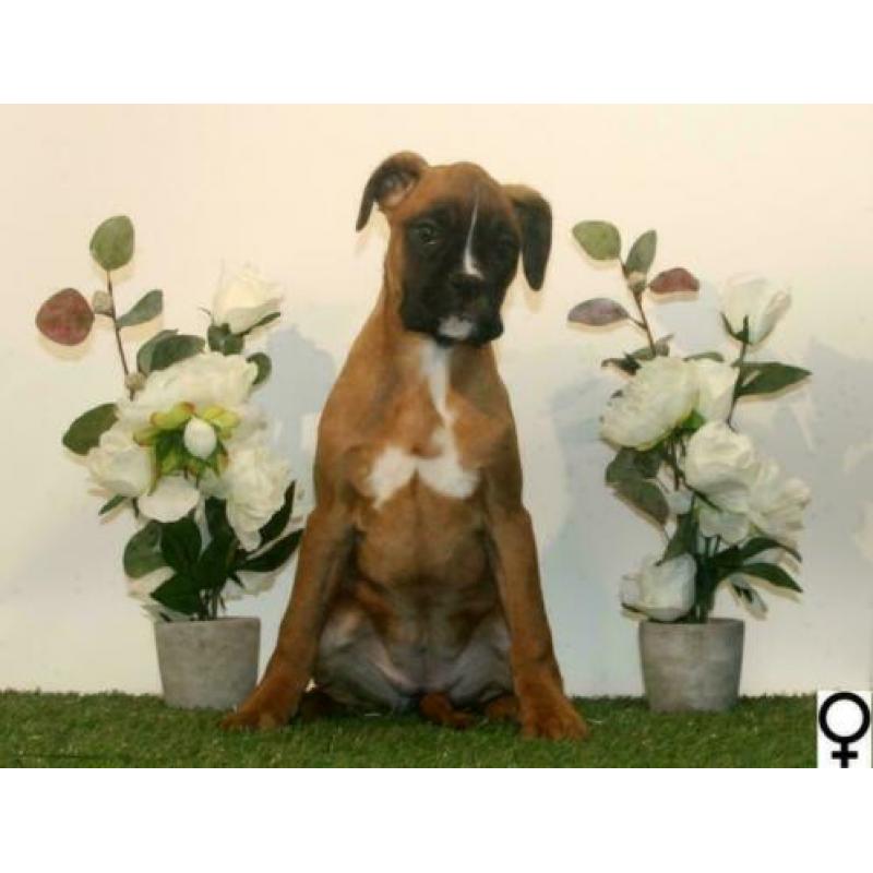 Boxer pups