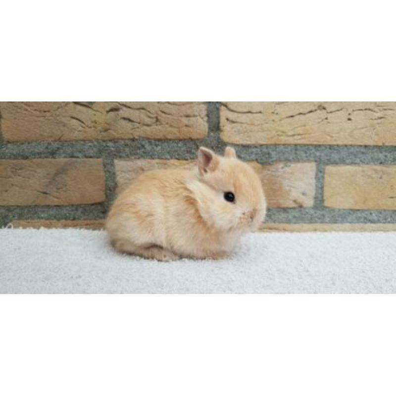 Kleine Kleurdwerg rammetje