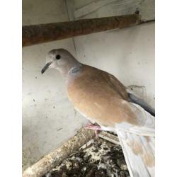 2 tortelduiven kleur pheo €7,50 samen