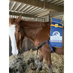 Equissage pulse behandeling